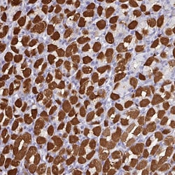 Invitrogen PEX10 Polyclonal Antibody 100 &mu;L; Unconjugated:Antibodies,