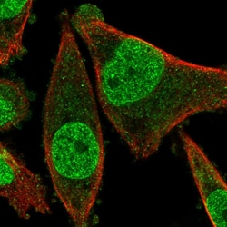 Invitrogen FRAT2 Polyclonal Antibody 100 &mu;L; Unconjugated:Antibodies,