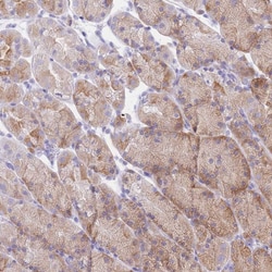 Invitrogen SSUH2 Polyclonal Antibody 100 &mu;L; Unconjugated:Antibodies,