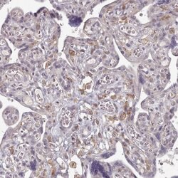 COL8A2 Polyclonal Antibody, Invitrogen 100 &mu;L; Unconjugated:Antibodies,