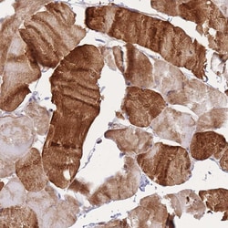 Invitrogen Apolipoprotein L4 Polyclonal Antibody 100 &mu;L; Unconjugated:Antibodies,