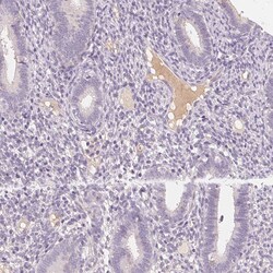 Invitrogen CFHR2 Polyclonal Antibody 100 &mu;L; Unconjugated:Antibodies,