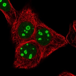 Invitrogen RRN3 Polyclonal Antibody 100 &mu;L; Unconjugated:Antibodies,