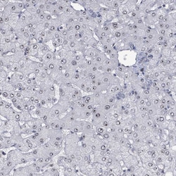 Invitrogen RRN3 Polyclonal Antibody 100 &mu;L; Unconjugated:Antibodies,