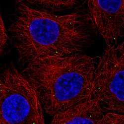 Invitrogen Cathepsin Z Polyclonal Antibody 100 &mu;L; Unconjugated:Antibodies,