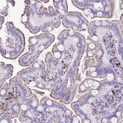 Invitrogen Cathepsin Z Polyclonal Antibody 100 &mu;L; Unconjugated:Antibodies,