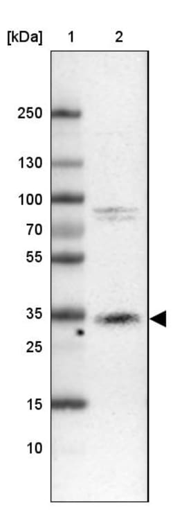 Invitrogen Cathepsin Z Polyclonal Antibody 100 &mu;L | Buy Online | Invitrogen&trade; | Fisher Scientific