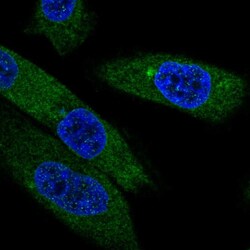 Invitrogen EBPL Polyclonal Antibody 100 &mu;L; Unconjugated:Antibodies,