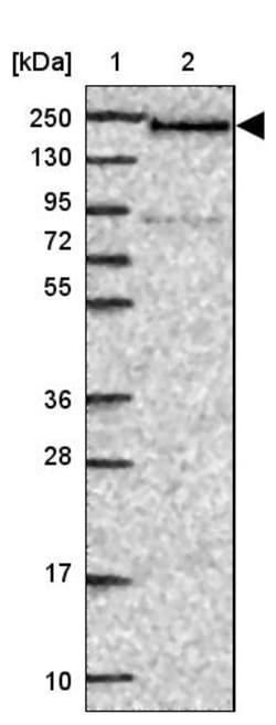 Invitrogen DATF1 Polyclonal Antibody 100 &mu;L; Unconjugated:Antibodies,