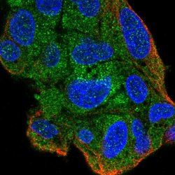 Invitrogen ZNF167 Polyclonal Antibody 100 &mu;L; Unconjugated:Antibodies,