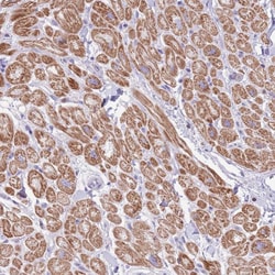 Invitrogen OR4Q3 Polyclonal Antibody 100 &mu;L; Unconjugated:Antibodies,