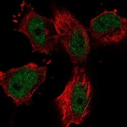 Invitrogen ZNF697 Polyclonal Antibody 100 &mu;L; Unconjugated:Antibodies,