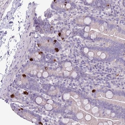 Invitrogen ZNF697 Polyclonal Antibody 100 &mu;L; Unconjugated:Antibodies,