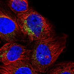 Invitrogen RNF144A Polyclonal Antibody 100 &mu;L; Unconjugated:Antibodies,