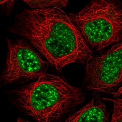 SRRM1 Polyclonal Antibody:Antibodies, Polyclonal