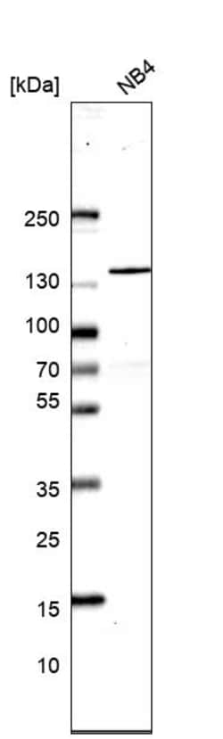 Invitrogen SRRM1 Polyclonal Antibody 100 &mu;L; Unconjugated:Antibodies,