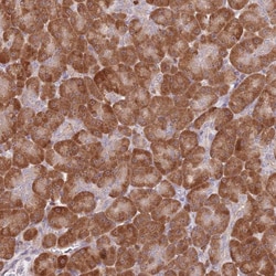 Invitrogen CCNJL Polyclonal Antibody 100 &mu;L; Unconjugated:Antibodies,