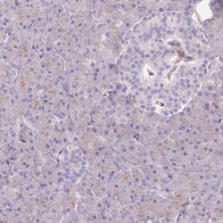 Invitrogen PRKAR1A Polyclonal Antibody 100 &mu;L; Unconjugated:Antibodies,