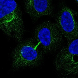 Invitrogen&trade;&nbsp;MRRF Polyclonal Antibody