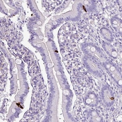 Invitrogen ZNF334 Polyclonal Antibody 100 &mu;L; Unconjugated:Antibodies,