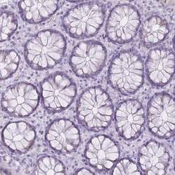 Invitrogen GOLGA6B Polyclonal Antibody 100 &mu;L; Unconjugated:Antibodies,