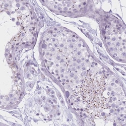Invitrogen GOLGA6B Polyclonal Antibody 100 &mu;L; Unconjugated:Antibodies,