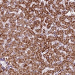 Invitrogen PEX11B Polyclonal Antibody 100 &mu;L; Unconjugated:Antibodies,
