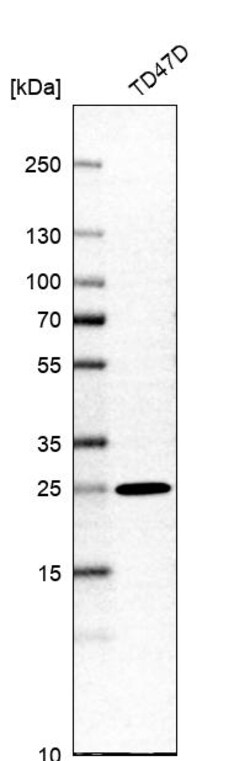 Invitrogen PEX11B Polyclonal Antibody 100 &mu;L | Buy Online | Invitrogen&trade; | Fisher Scientific