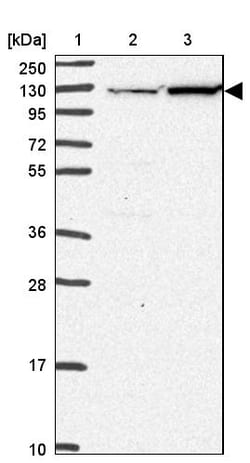 Invitrogen eIF3c Polyclonal Antibody 100 &mu;L; Unconjugated:Antibodies,
