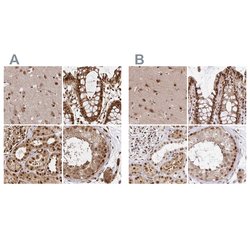 Invitrogen GLYR1 Polyclonal Antibody 100 &mu;L; Unconjugated:Antibodies,