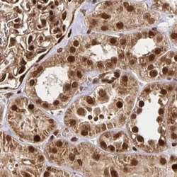 Invitrogen GLYR1 Polyclonal Antibody 100 &mu;L; Unconjugated:Antibodies,