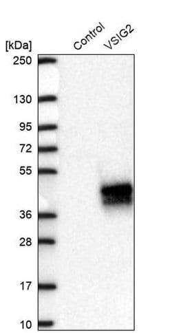 Invitrogen VSIG2 Polyclonal Antibody 100 &mu;L; Unconjugated:Antibodies,