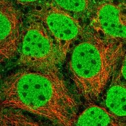Invitrogen SRA1 Polyclonal Antibody 100 &mu;L; Unconjugated:Antibodies,