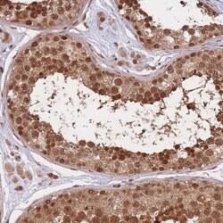 Invitrogen SRA1 Polyclonal Antibody 100 &mu;L; Unconjugated:Antibodies,