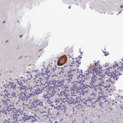 Invitrogen KCTD16 Polyclonal Antibody 100 &mu;L; Unconjugated:Antibodies,