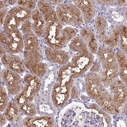 Invitrogen KCTD16 Polyclonal Antibody 100 &mu;L; Unconjugated:Antibodies,