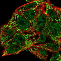 Invitrogen MRPL46 Polyclonal Antibody 100 &mu;L; Unconjugated:Antibodies,
