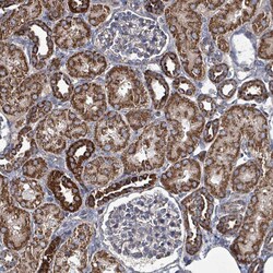 Invitrogen C4orf29 Polyclonal Antibody 100 &mu;L; Unconjugated:Antibodies,