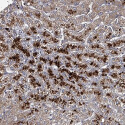 Invitrogen C4orf29 Polyclonal Antibody 100 &mu;L; Unconjugated:Antibodies,