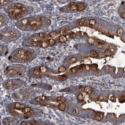 Invitrogen C4orf29 Polyclonal Antibody 100 &mu;L; Unconjugated:Antibodies,