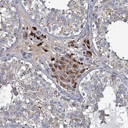 Invitrogen C4orf29 Polyclonal Antibody 100 &mu;L; Unconjugated:Antibodies,