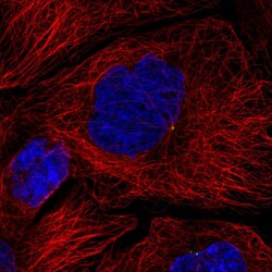 Invitrogen HPS4 Polyclonal Antibody 100 &mu;L; Unconjugated:Antibodies,