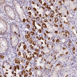 Invitrogen HPS4 Polyclonal Antibody 100 &mu;L; Unconjugated:Antibodies,