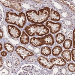 Invitrogen WDR18 Polyclonal Antibody 100 &mu;L; Unconjugated:Antibodies,