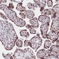 Invitrogen WDR18 Polyclonal Antibody 100 &mu;L; Unconjugated:Antibodies,
