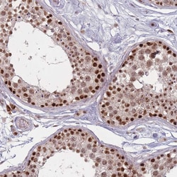 Invitrogen WDR18 Polyclonal Antibody 100 &mu;L; Unconjugated:Antibodies,