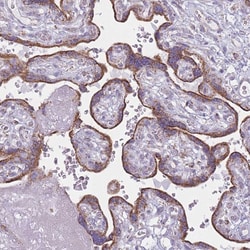 Invitrogen DCHS1 Polyclonal Antibody 100 &mu;L; Unconjugated:Antibodies,
