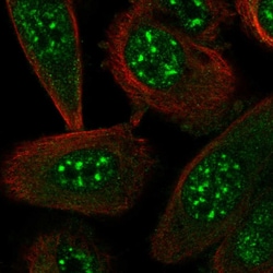 Invitrogen STYXL1 Polyclonal Antibody 100 &mu;L; Unconjugated:Antibodies,