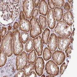 Invitrogen STYXL1 Polyclonal Antibody 100 &mu;L; Unconjugated:Antibodies,