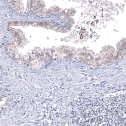 Invitrogen TMED5 Polyclonal Antibody 100 &mu;L; Unconjugated:Antibodies,